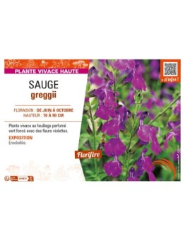 SAUGE greggii (violet)
