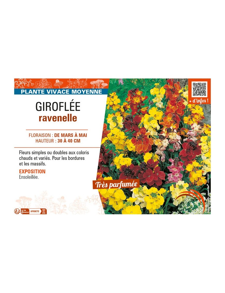 GIROFLÉE RAVENELLE