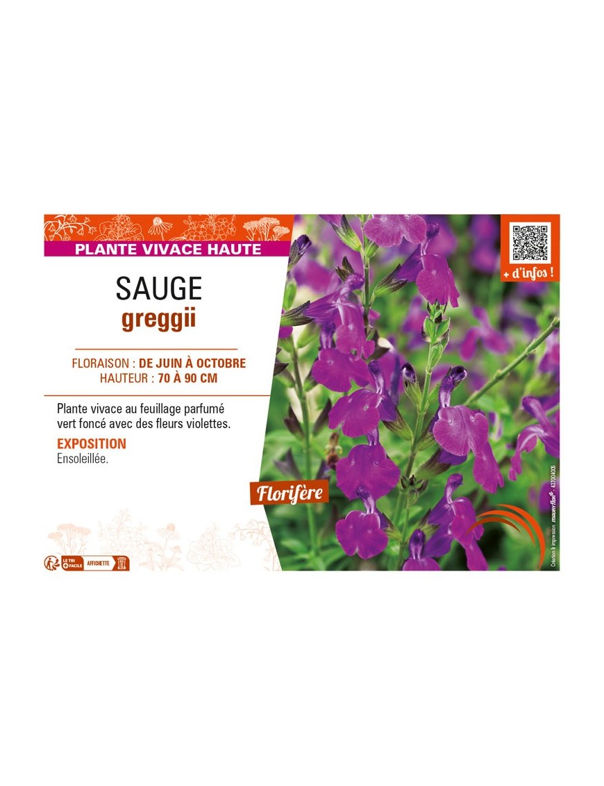 SAUGE greggii (violet)