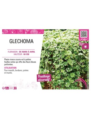 GLECHOMA