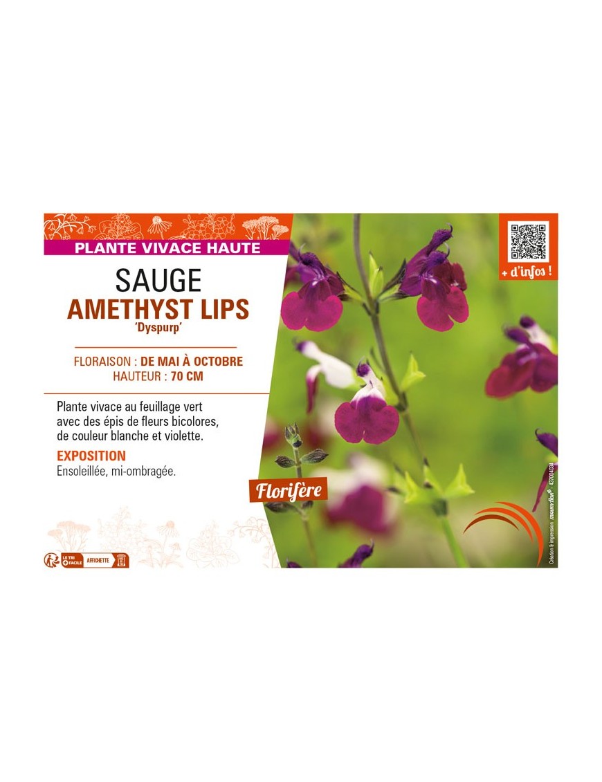 SAUGE AMETHYST LIPS Dyspurp