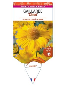 GAILLARDIA 'Chloe' (jaune) *