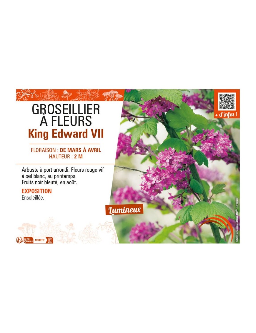 GROSEILLIER À FLEURS KING EDWARD VII