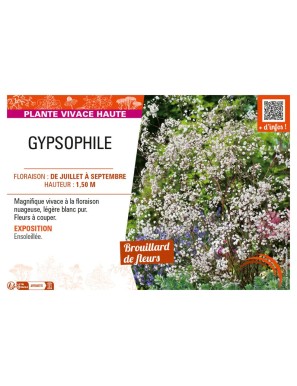 GYPSOPHILE (PANICULATA)
