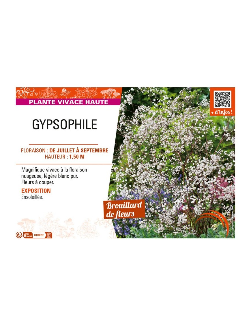 GYPSOPHILE (PANICULATA)