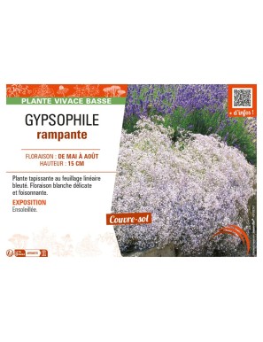 GYPSOPHILE RAMPANTE