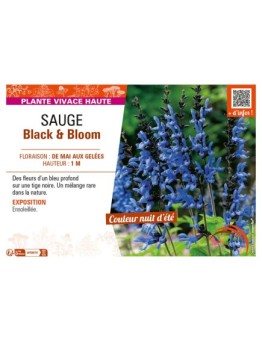 SAUGE BLACK & BLOOM
