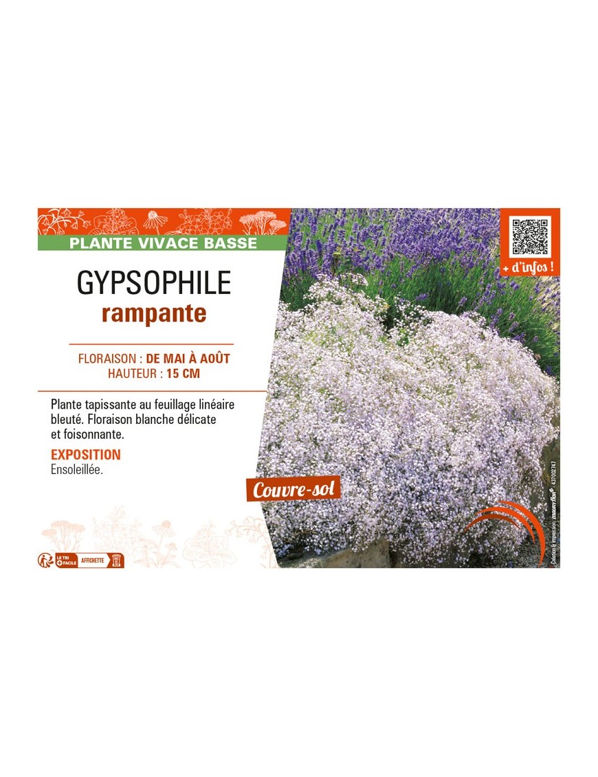 GYPSOPHILE RAMPANTE