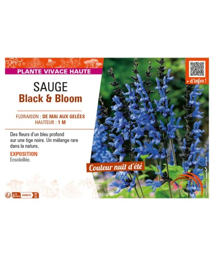 SAUGE BLACK & BLOOM