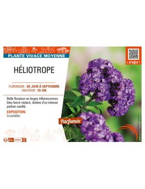 HÉLIOTROPE