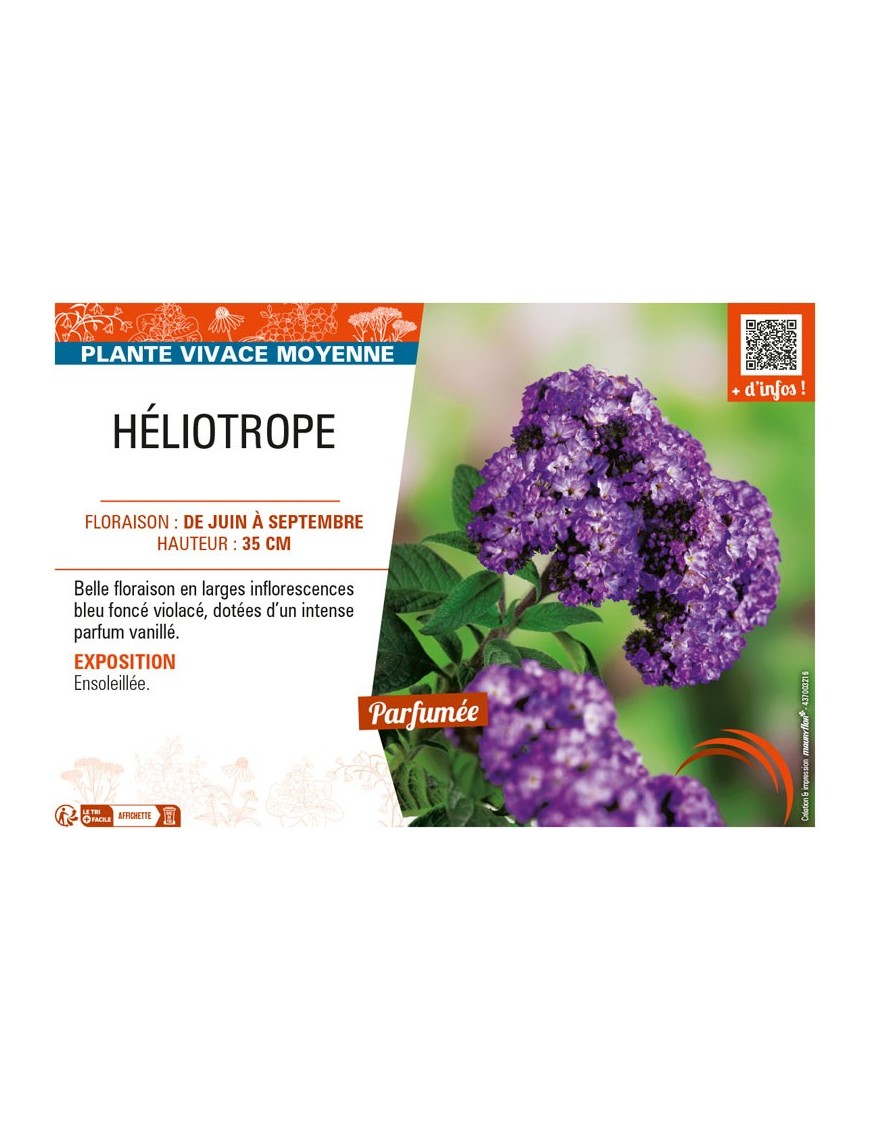 HÉLIOTROPE