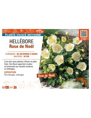 HELLÉBORE ROSE DE NOËL