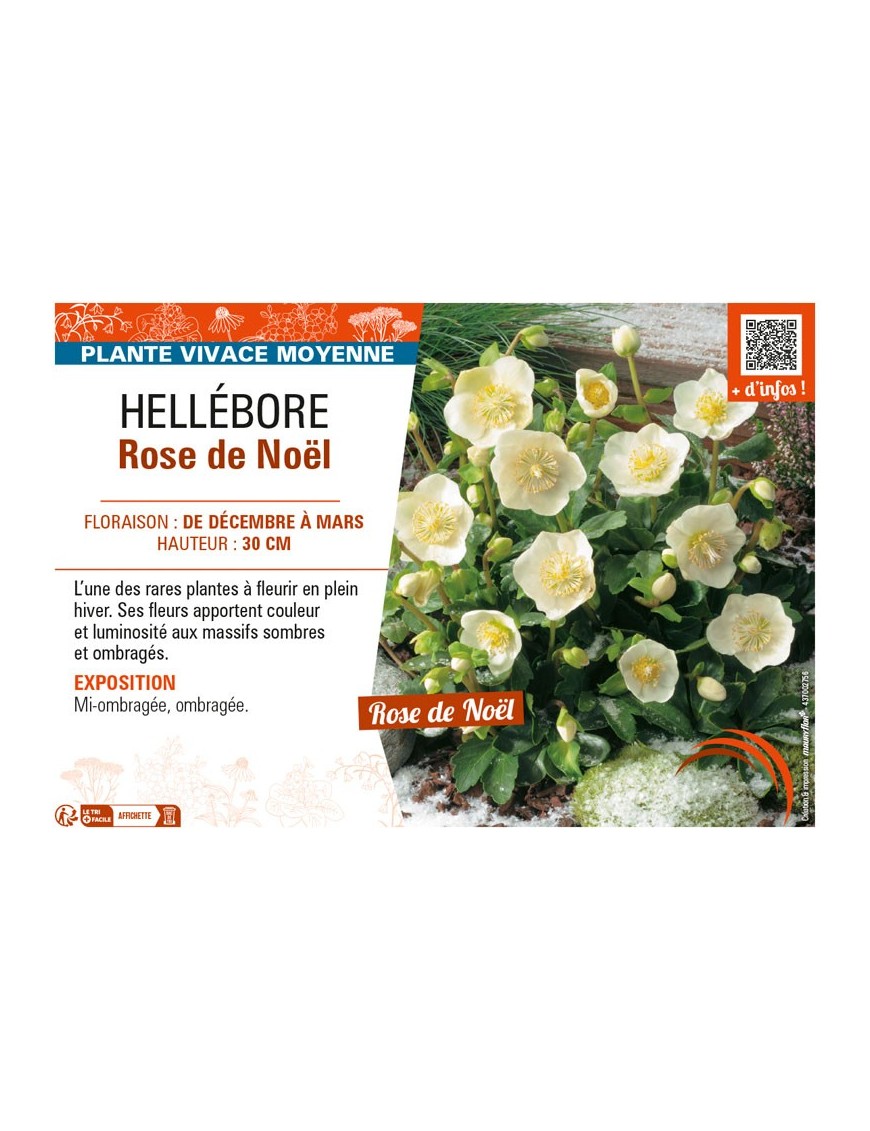 HELLÉBORE ROSE DE NOËL