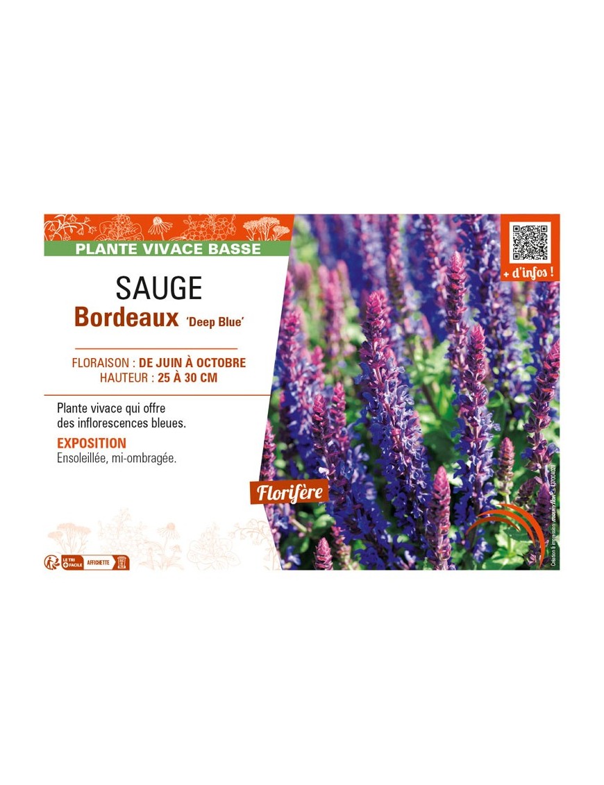 SAUGE Bordeaux Deep Blue