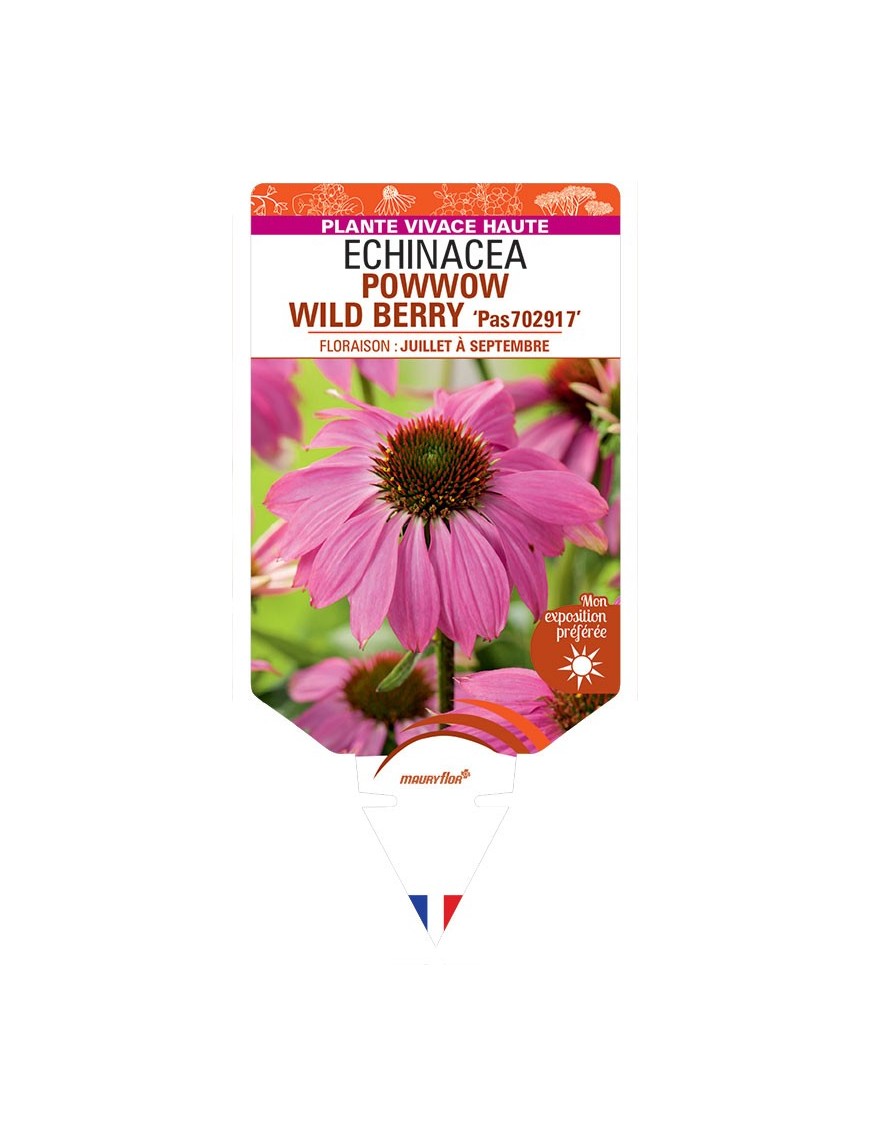 ECHINACEA purpurea POWWOW WILD BERRY voir Rudbeckia