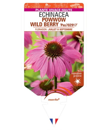 ECHINACEA purpurea POWWOW WILD BERRY voir Rudbeckia