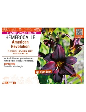 HÉMÉROCALLE AMERICAN REVOLUTION