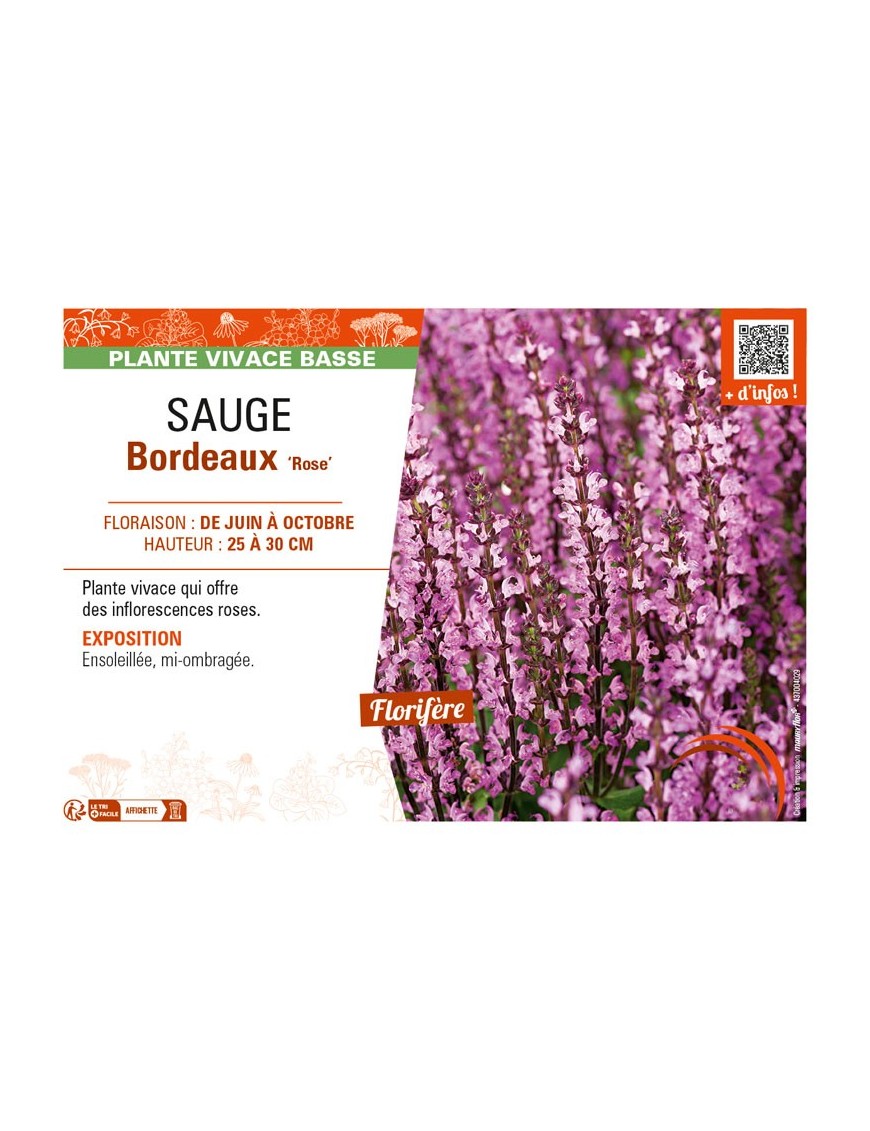 SAUGE Bordeaux Rose