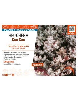 HEUCHERA CAN CAN