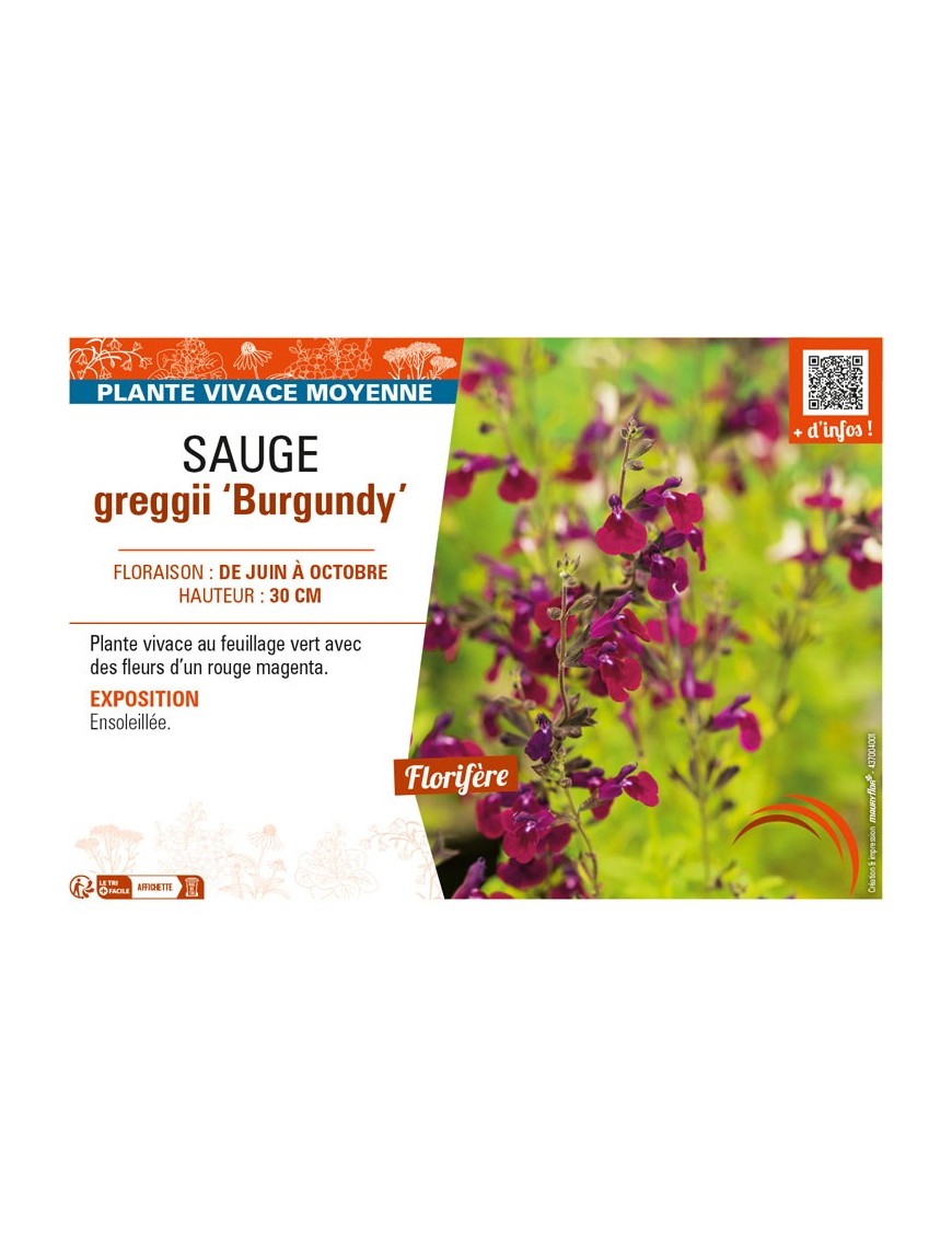 SAUGE greggii Burgundy (rouge foncé)