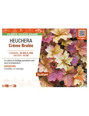 HEUCHERA CRÈME BRULÉE