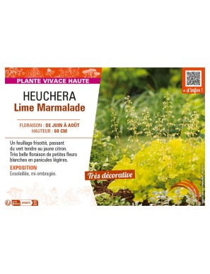 HEUCHERA LIME MARMALADE