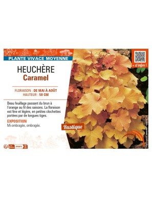 HEUCHÈRE CARAMEL