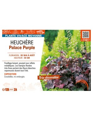 HEUCHÈRE PALACE PURPLE