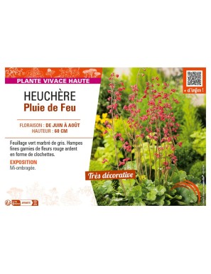 HEUCHÈRE PLUIE DE FEU