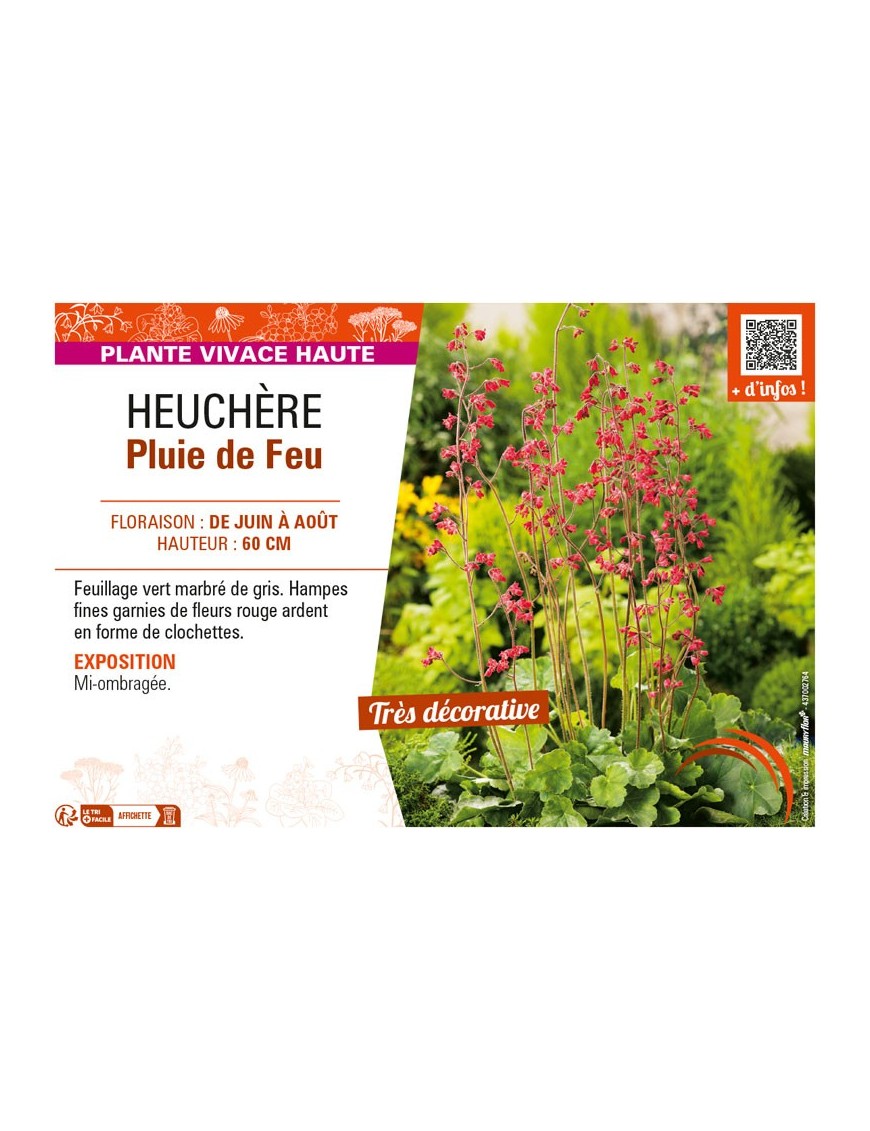 HEUCHÈRE PLUIE DE FEU
