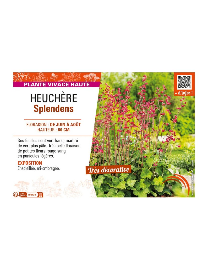 HEUCHÈRE SPLENDENS