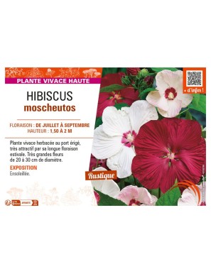 HORTENSIA MACROPHYLLA