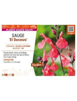 SAUGE El Duranzo