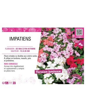 IMPATIENS
