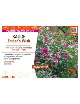SAUGE EMBER'S WHISH