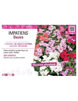 IMPATIENS DEZIRE