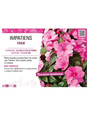 IMPATIENS ROSE
