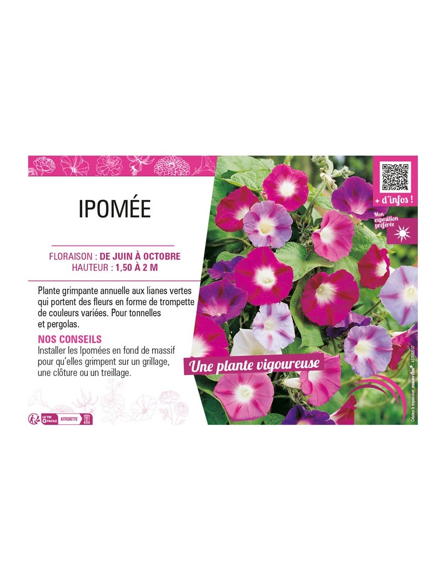 IPOMÉE