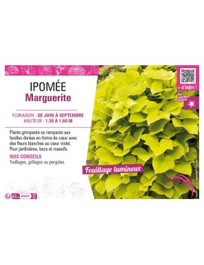 IPOMÉE MARGUERITE