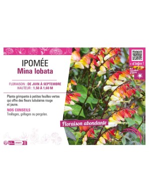 IPOMÉE MINA IOBATA