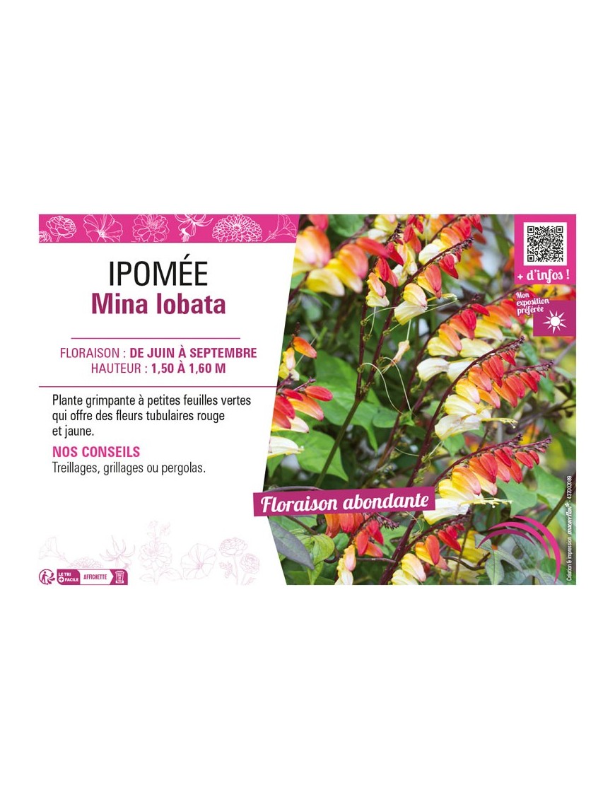 IPOMÉE MINA IOBATA