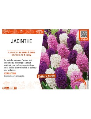 JACINTHE (variée)
