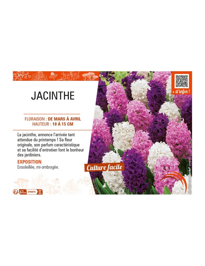 JACINTHE (variée)