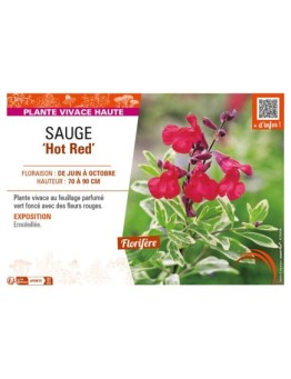 SAUGE Hot Red
