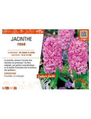JACINTHE ROSE