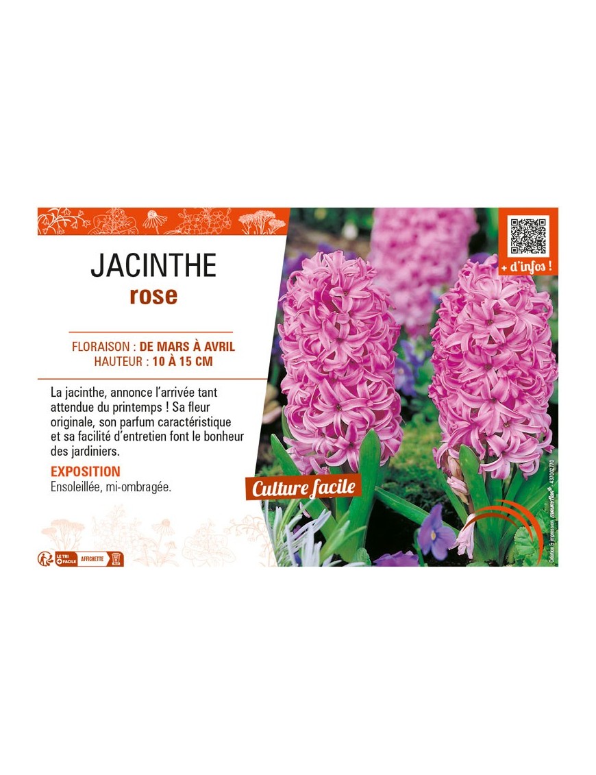 JACINTHE ROSE