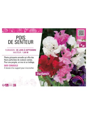 LATHYRUS ODORATUS (varié) voir POIS DE SENTEUR