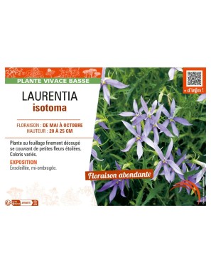 LAURENTIA ISOTOMA