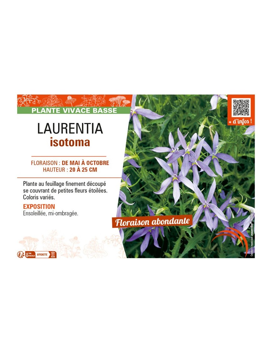 LAURENTIA ISOTOMA