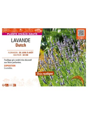 LAVANDE DUTCH